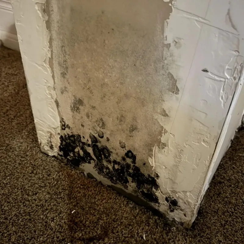 Professional Mold Removal in Hutchinson, KS